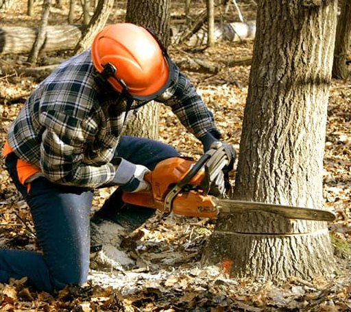 Tree Removal in Squires, MO